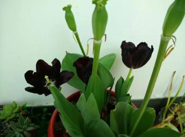 不想養綠植,種了這4種“黑植”,養得起勁卻差點被扔掉 不想養綠植,種了這4種“黑植”,養得起勁卻差點被扔掉