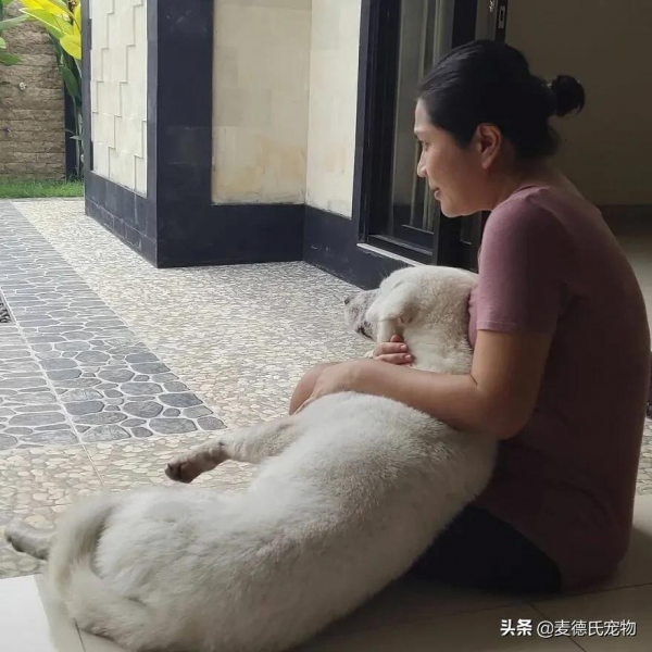 撿到一個禿毛流浪狗,才3個多月,它就變超甜大白... 撿到一個禿毛流浪狗,才3個多月,它就變超甜大白...