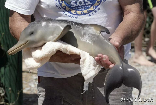 27種動物照片大集合,出生不久的小刺蝟長成這樣,大自然真神奇 27種動物照片大集合,出生不久的小刺蝟長成這樣,大自然真神奇