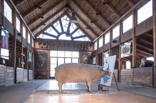 南非有一頭叫豬卡索的豬,畫了一幅畫,賣了近17萬人民幣 南非有一頭叫豬卡索的豬,畫了一幅畫,賣了近17萬人民幣