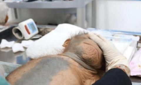 中國首次“猴子換頭”手術完成,總共花費7000萬,得出結果如何? 中國首次“猴子換頭”手術完成,總共花費7000萬,得出結果如何?