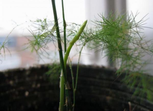 養文竹想要多發&OpenCurlyDoubleQuote;新芽&rdquo;，只要2點做到位，新芽多又壯