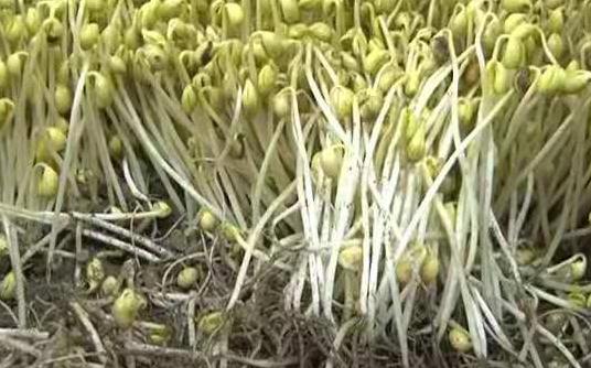 農村大叔10平方米沙土裡撒黃豆，5天吃上鮮美豆芽，不施肥不打藥
