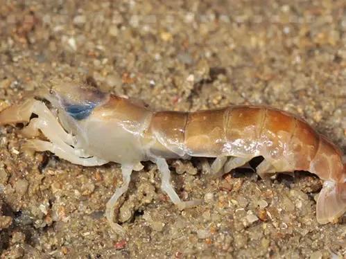 這些河鮮要消失了，明明小時候還挺常見，現在有錢也很難買到