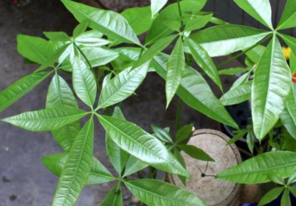 發財樹嚴重黃葉不精神，換盆“狠一點”，1個月就能冒新芽