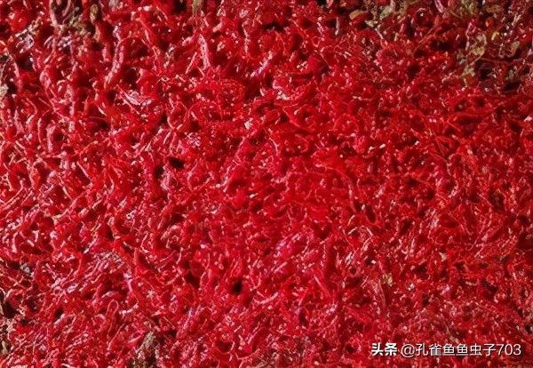 別人養的孔雀魚4個月都能繁殖了，而我養的6個月了，還這麼小啊？