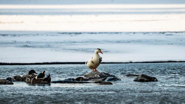 何家溝裡,有隻家鴨子很想飛翔 何家溝裡,有隻家鴨子很想飛翔
