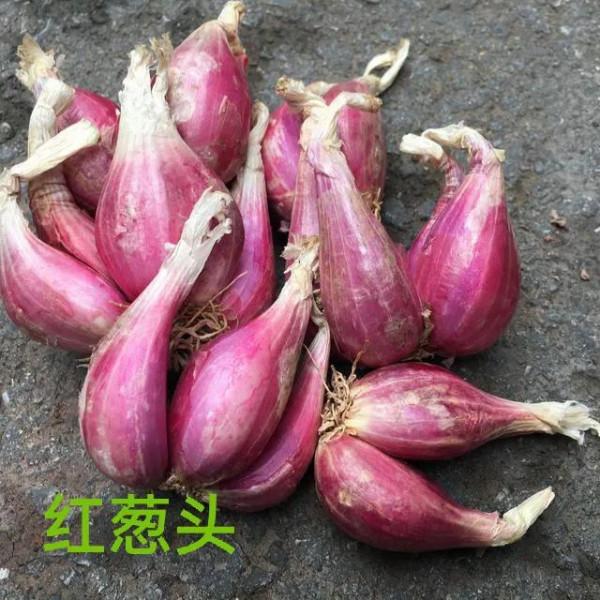 什麼樣的化州香油,才能讓化州香油雞油香味濃唇齒留香,熬製配方 什麼樣的化州香油,才能讓化州香油雞油香味濃唇齒留香,熬製配方