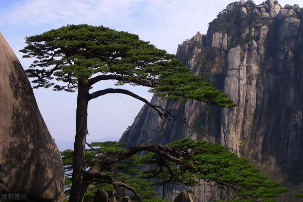 黃山迎客松