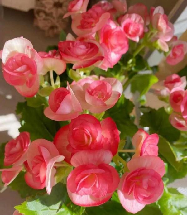 這8種花有顏值，又是“開花勞模”，冬天趕緊養起來