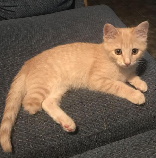 15種以上的動物擁有獨一無二的外觀,讓您的褲子魅力不減 15種以上的動物擁有獨一無二的外觀,讓您的褲子魅力不減