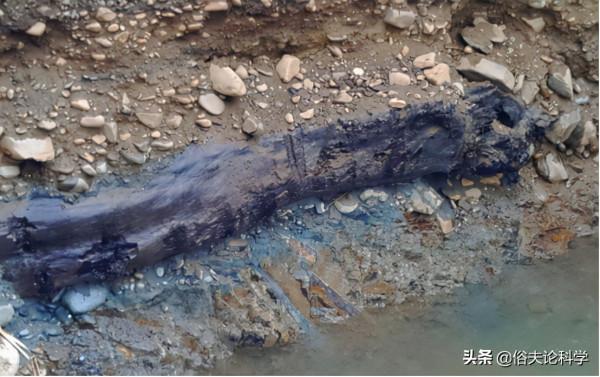 太值錢了!四川一工地發現40米長的烏木,如果不上交會怎樣? 太值錢了!四川一工地發現40米長的烏木,如果不上交會怎樣?