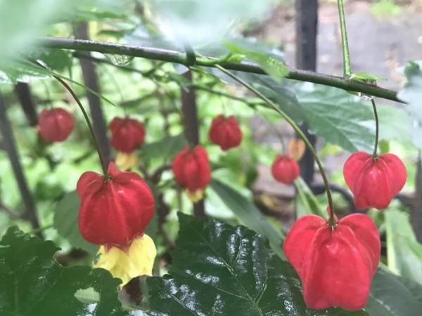 開著燈籠樣的花,你想不想種一盤? 開著燈籠樣的花,你想不想種一盤?