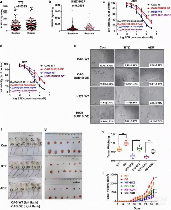 circRNA會影響你染色體穩定嗎？——來看看這個