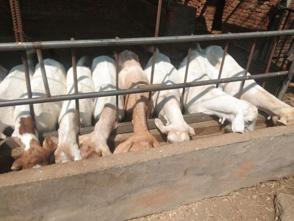 農村小養殖戶，養羊規模保持在多少隻，能使收益最大化？