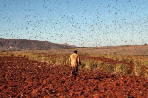 肯亞大旱渴死駱駝，中國東北暴雪，拉尼娜年氣候到底有多反常？