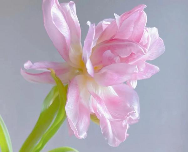 《道德經》了不起的人，處，人所不能處，處世之道，以利他為主