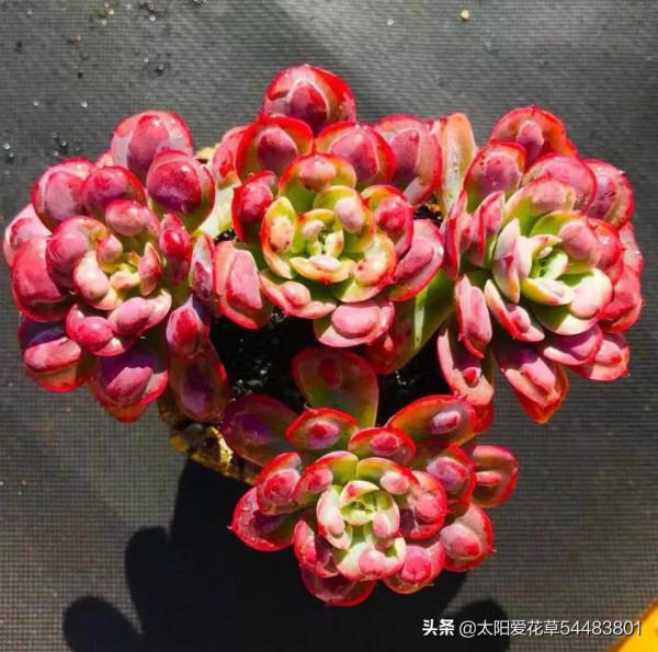 冬至,可以入手的6種多肉,好看好養,出狀態美如天仙 冬至,可以入手的6種多肉,好看好養,出狀態美如天仙