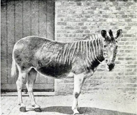 已經滅絕動物的最後影像與時間整理記錄片 已經滅絕動物的最後影像與時間整理記錄片