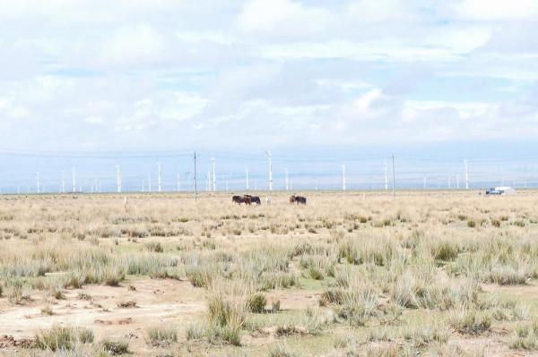標緻4008環青海長測Day9：鳥島叫“蚊子島”，沿青海沿線達剛察！