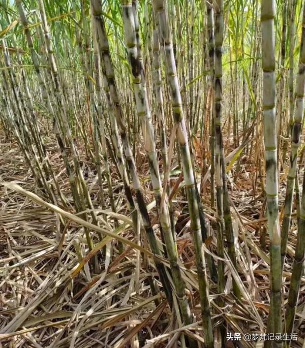 你算我也算，算來算去看誰打得一手如意好算盤……