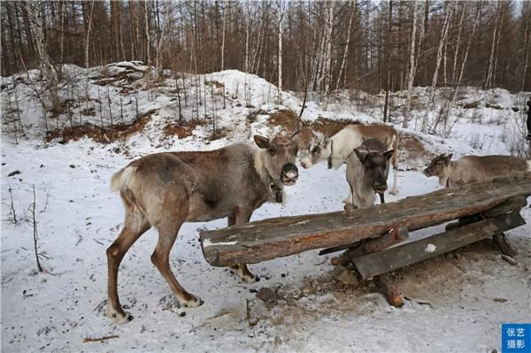 中國最後一支馴鹿部落：放養馴鹿為生，向遊客展示馴鹿部落遷徙史