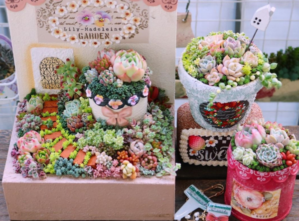 12月養多肉“拼盤”，套個“小罩子”，葉片照舊肥美多彩，惹人愛