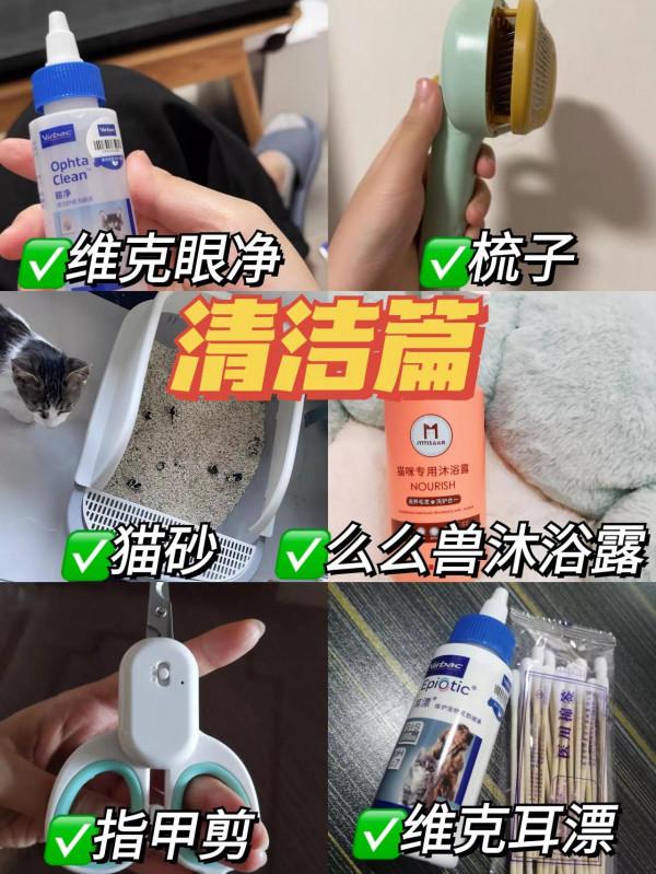 新手養貓這幾點要特別小心