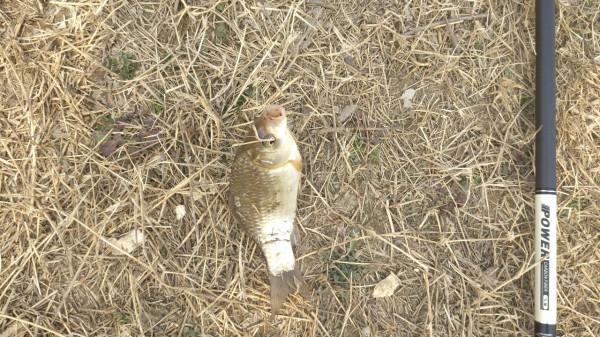 節後首釣喜獲大板鯽，高興之餘有點遺憾