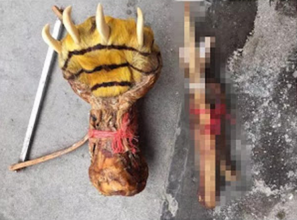 揭秘江湖騙局！真虎骨到底長什麼樣？地攤上假虎骨是怎麼製成的？