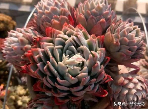 10月養多肉，1個動作催一催，長勢旺盛爆側芽，誰見了都誇美