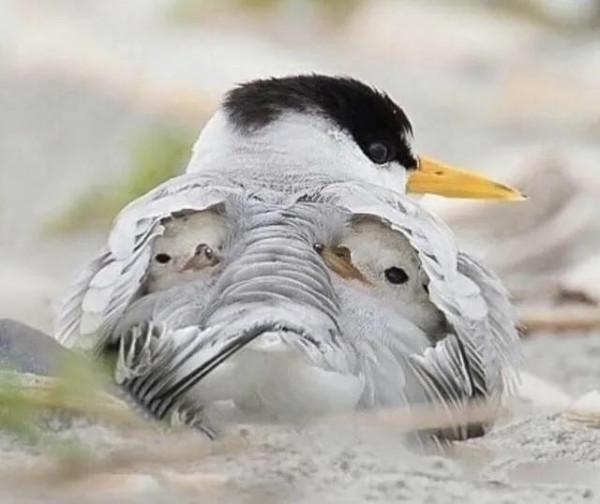 世上只有媽媽好，熊貓寶寶在媽媽懷裡撒嬌，鸚鵡寶寶看起來好乖