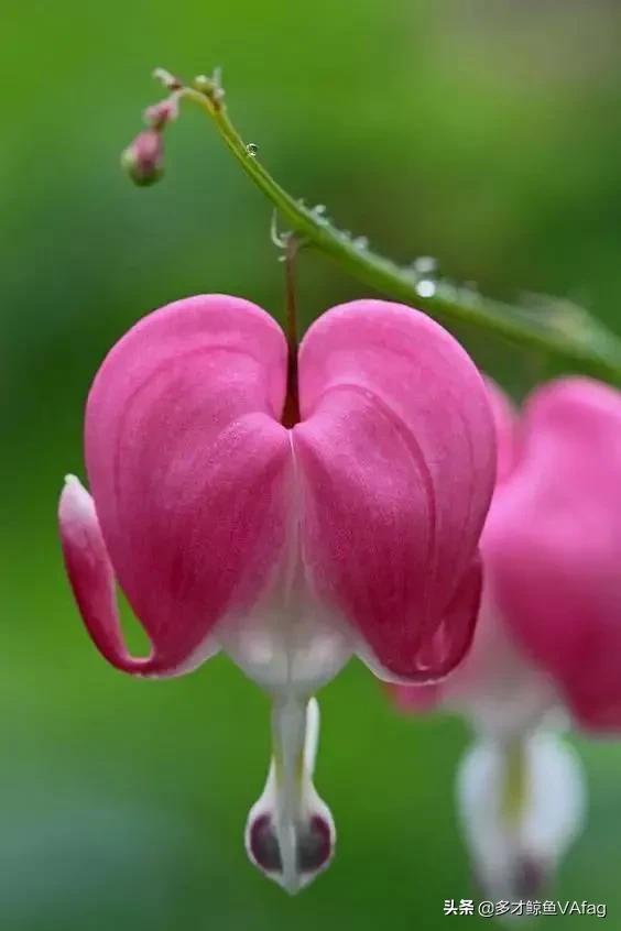 這些奇異的花卉，你喜歡哪種