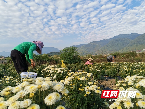湖南的秋天是什麼顏色?來看看豐收的色彩 湖南的秋天是什麼顏色?來看看豐收的色彩