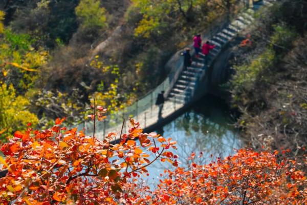鳳凰嶺彩葉進入最佳觀賞期