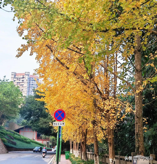 長寧城區銀杏盛開美如畫