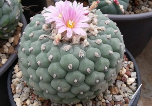 “越漂亮的花越有毒”!認識11種“有毒植物”,遠離危害 “越漂亮的花越有毒”!認識11種“有毒植物”,遠離危害