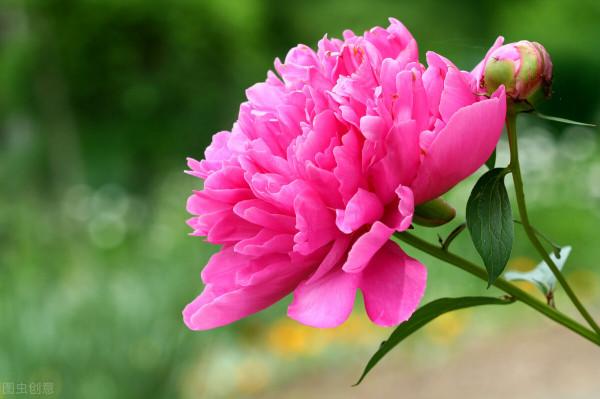 過期的藥片不要扔，用它養花效果好