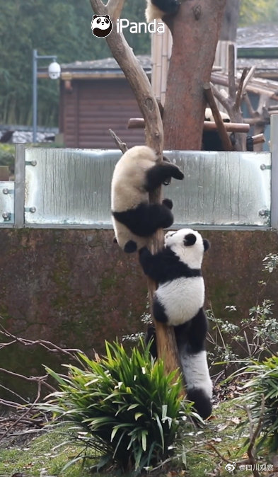 一“串”可愛！大熊貓計量單位竟可以是串