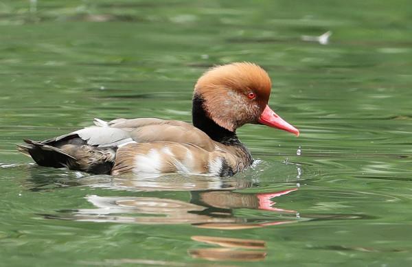 看看遼寧的野生鳥類 看看遼寧的野生鳥類