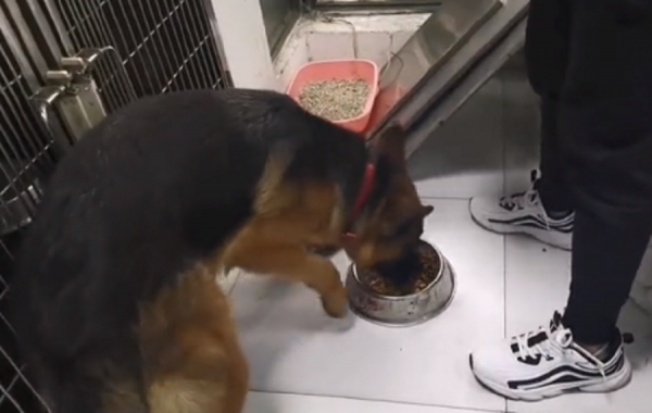 陝西:600塊,去狗肉館的德牧獲救,可嘆忠誠狗狗,還想討好主人 陝西:600塊,去狗肉館的德牧獲救,可嘆忠誠狗狗,還想討好主人