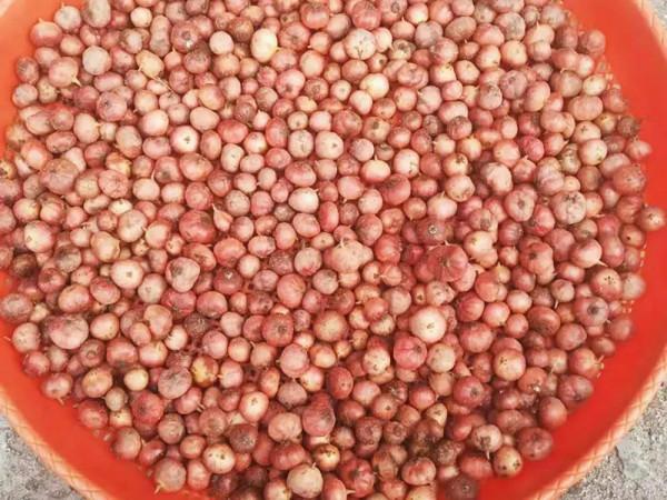 俗稱“地瓜泡”,兒時一挖幾十斤,農村娃當零食吃,如今價值不菲 俗稱“地瓜泡”,兒時一挖幾十斤,農村娃當零食吃,如今價值不菲