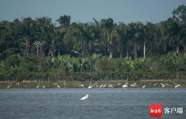 海南越冬水鳥調查:出門“自帶飯勺”的小傢伙現身啦 海南越冬水鳥調查:出門“自帶飯勺”的小傢伙現身啦