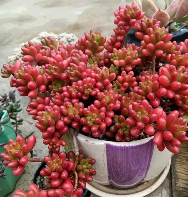 “懶人”就養這10種花,一個月不澆水也死不了,盆土越幹越易開花 “懶人”就養這10種花,一個月不澆水也死不了,盆土越幹越易開花