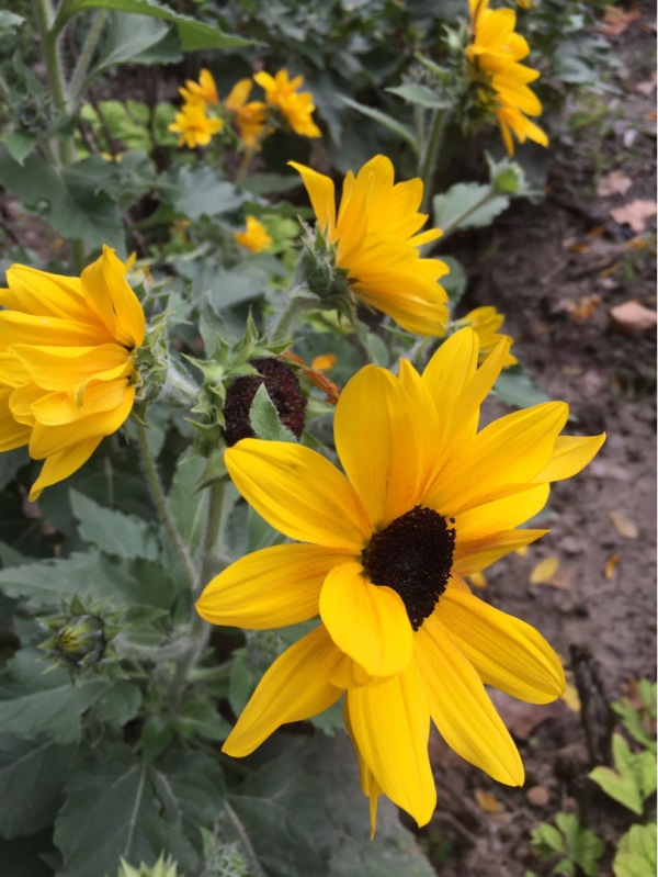 養花一直不開花,要是再不管,估計就成“柴火垛” 養花一直不開花,要是再不管,估計就成“柴火垛”