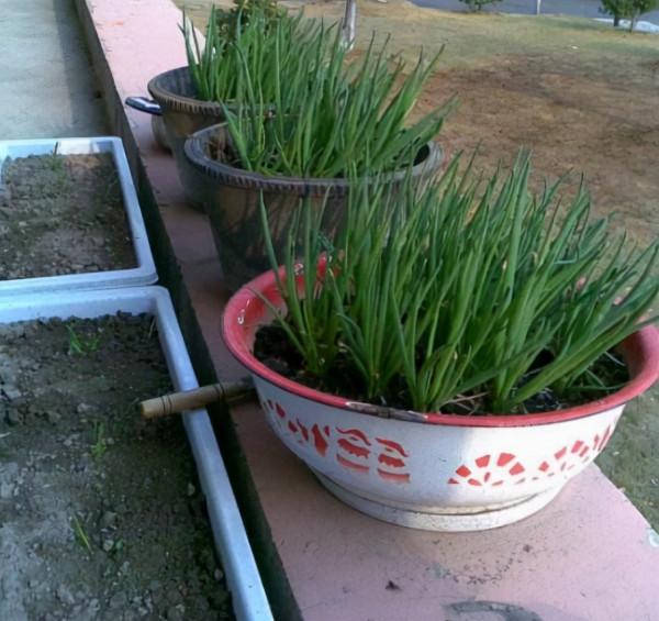 廚房佐料不夠用，不妨種幾盆植物，擺著能吸油煙，摘下還能炒菜吃