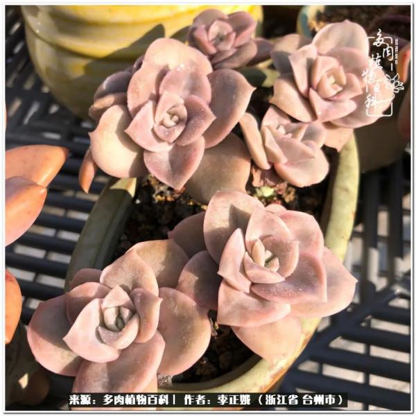 我的多肉，我的小世界