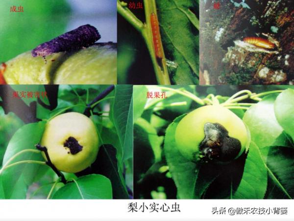 梨小食心蟲會造成爛果和枯梢，學會這些蟲害防治技巧很必要