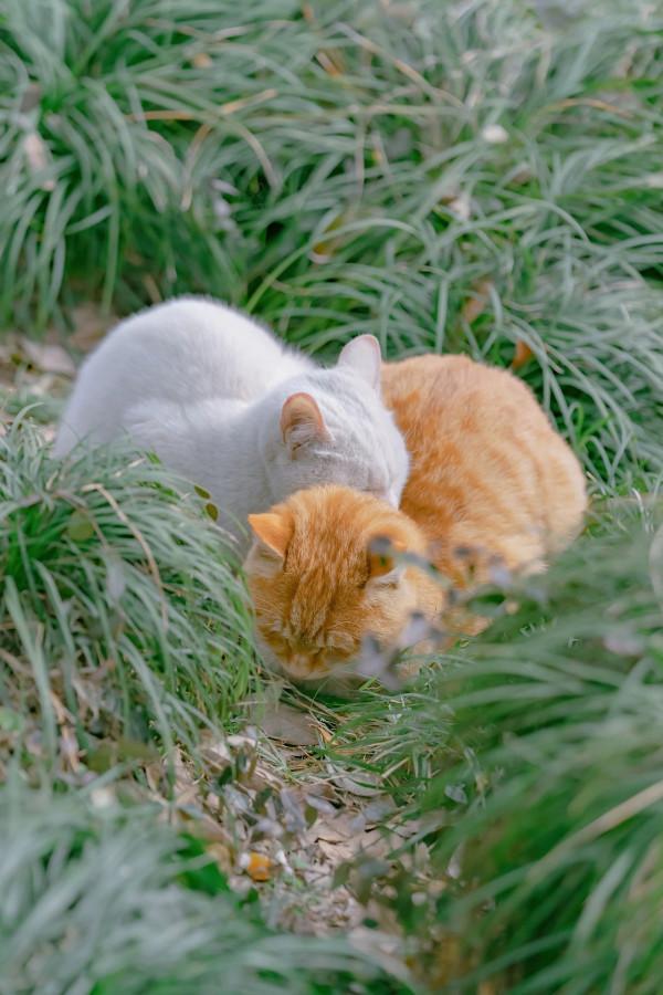 嬉笑怒打，皆是真愛——蘇州園林裡的“神仙眷侶”