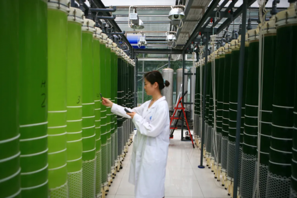 這小東西神了！吃的是二氧化碳，擠的是生物柴油